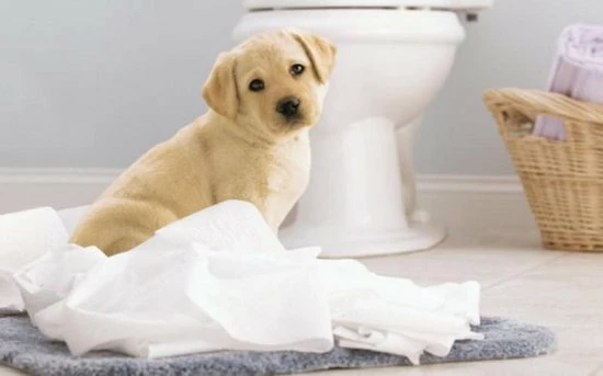 Page Toiletpapier - 32 Rollen - Compleet Schoon Wc Papier - Voordeelverpakking 4 Page Toiletpapier - 32 Rollen - Compleet Schoon Wc Papier - Voordeelverpakking - Afbeelding 4