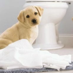 Page Toiletpapier - 96 Rollen - Compleet Schoon Wc Papier - Voordeelverpakking 10 Page Toiletpapier - 96 Rollen - Compleet Schoon Wc Papier - Voordeelverpakking -SolisVac Plus Shop 550x343