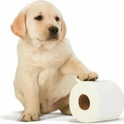 Scottex Toiletpapier - Kussenzacht Design Wc Papier - 84 Rollen 12 Scottex Toiletpapier - Kussenzacht Design Wc Papier - 84 Rollen -SolisVac Plus Shop 550x523 7